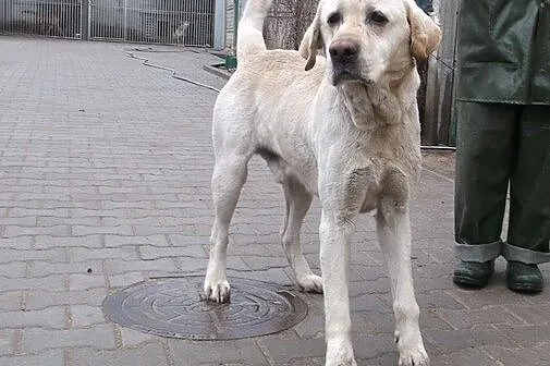 Bingo-labrador szuka domu