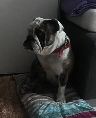 Buldog Angielski Dorosła Suczka FCI