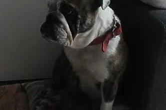 Buldog Angielski Dorosła Suczka FCI