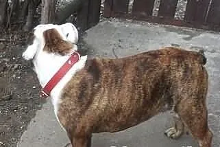 Buldog Angielski Dorosła Suczka FCI
