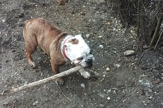 Buldog Angielski Dorosła Suczka FCI