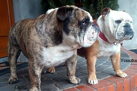 Buldog Angielski Dorosła Suczka FCI
