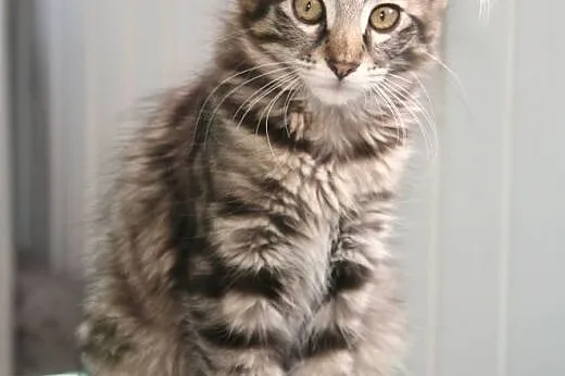 Kittens american curl with pedigree,  Pozostałe ca