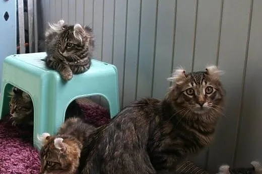 Kittens american curl with pedigree,  Pozostałe ca