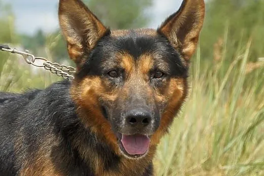 Samson :) pies, adopcja,  lubuskie Gorzów Wielkopolski