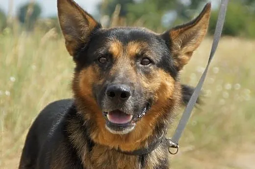 Samson :) pies, adopcja,  lubuskie Gorzów Wielkopo