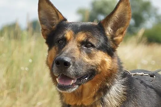 Samson :) pies, adopcja,  lubuskie Gorzów Wielkopo
