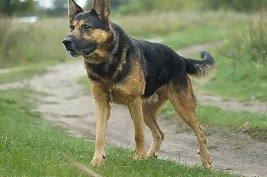 Samson :) pies, adopcja,  lubuskie Gorzów Wielkopo