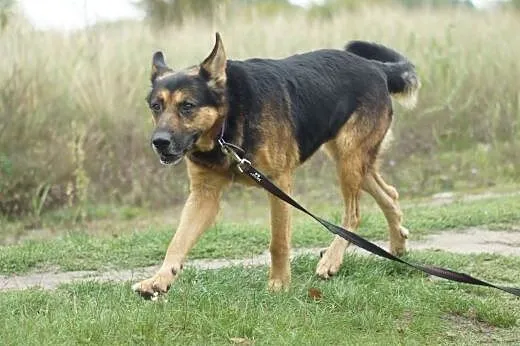 Samson :) pies, adopcja,  lubuskie Gorzów Wielkopo