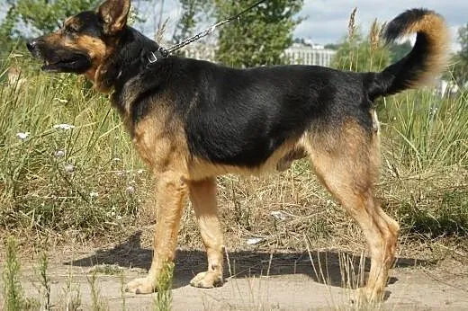 Samson :) pies, adopcja,  lubuskie Gorzów Wielkopo