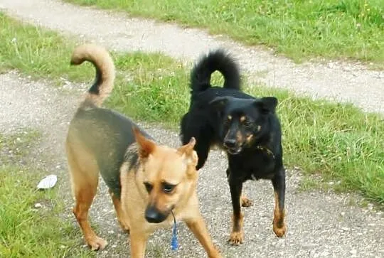 Placuś bardzo potrzebuje człowieka, żeby nauczyć s