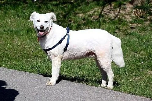 Przepiękna Shanti szuka domu!,  mazowieckie Warsza