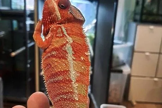 kameleon lamparci ambilobe red bar, Kujawsko-pomorskie, Lubień Kujawski