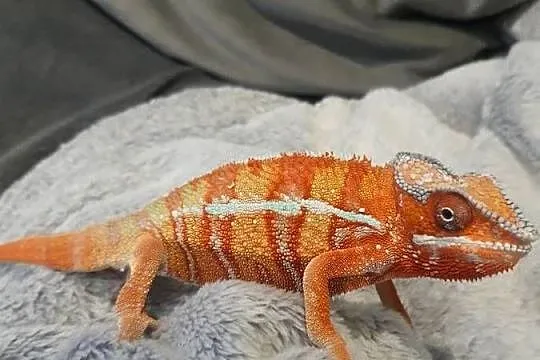 kameleon lamparci ambilobe red bar, Kujawsko-pomorskie, Lubień Kujawski