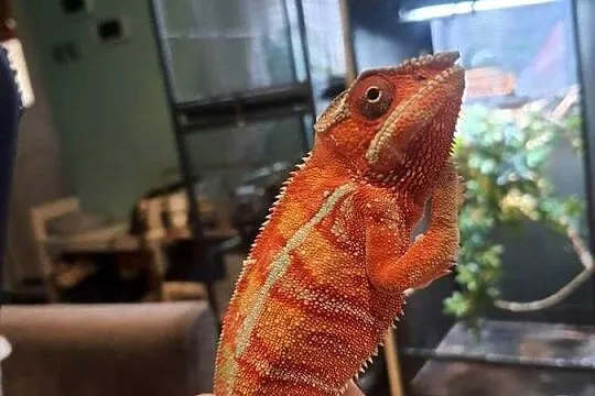 kameleon lamparci ambilobe red bar, Kujawsko-pomorskie, Lubień Kujawski