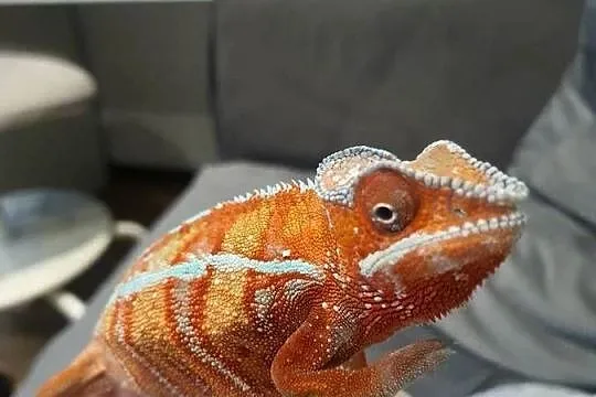 kameleon lamparci ambilobe red bar, Kujawsko-pomorskie, Lubień Kujawski