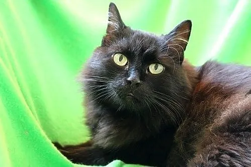 Pysia