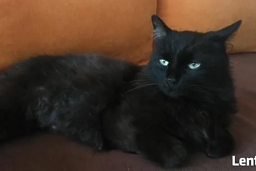Pysia