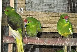 Papugi Modrolotki - Kozy 2020 r, Luboń