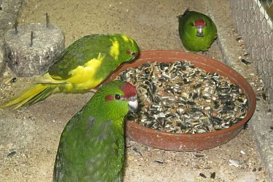 Papugi Modrolotki - Kozy 2020 r, Luboń