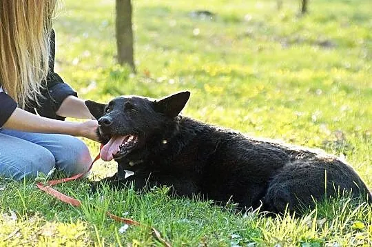 Karo, przyjazny psiak o najpiękniejszym spojrzeniu