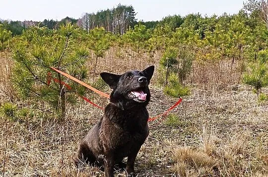 Karo, przyjazny psiak o najpiękniejszym spojrzeniu