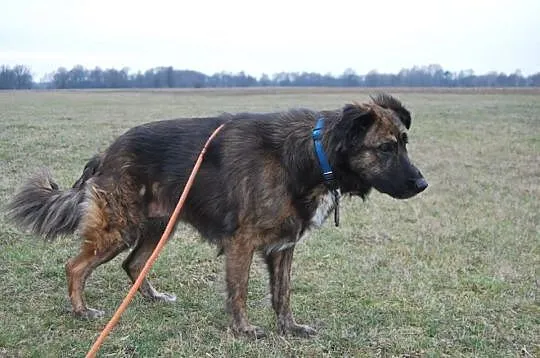 Bezproblemowa, radosna Zmora, piękna suczka adopcj