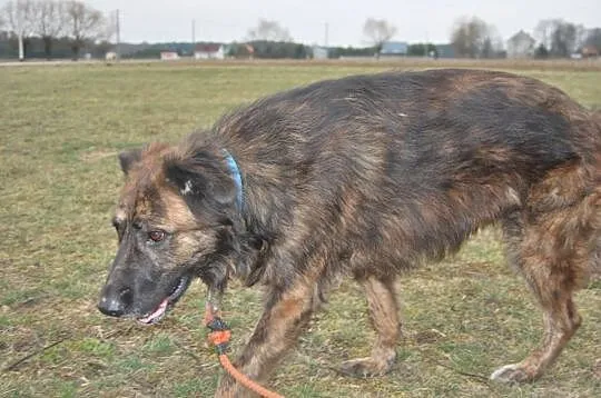 Bezproblemowa, radosna Zmora, piękna suczka adopcj