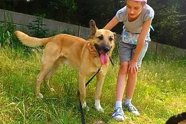 Pirat pilnie szuka domu ,  Kundelki cała Polska