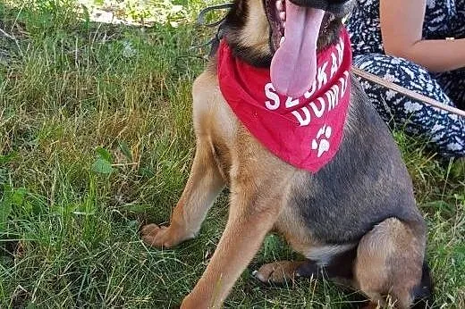 Tymianek, wesoły 9miesięczny SZCZENIAK szuka domu!