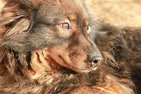 Pokaż Lenie, że świat i ludzie nie są źli daj jej domek i pokochaj ją,  Kundelki cała Polska