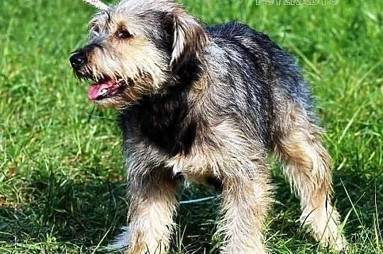 KOKSA - mieszaniec sznaucera średniego do adopcji