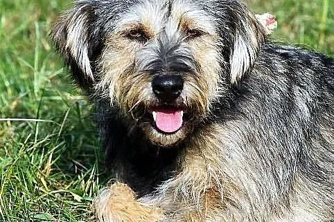 KOKSA - mieszaniec sznaucera średniego do adopcji