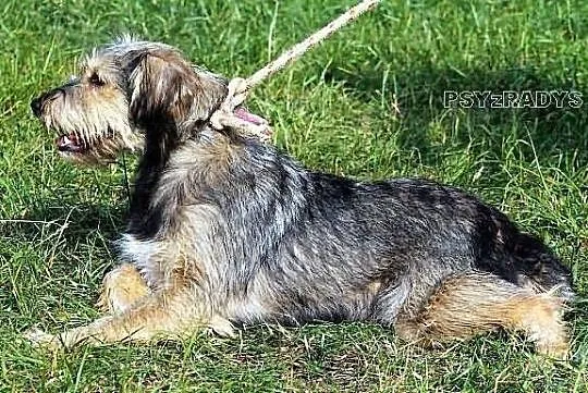 KOKSA - mieszaniec sznaucera średniego do adopcji