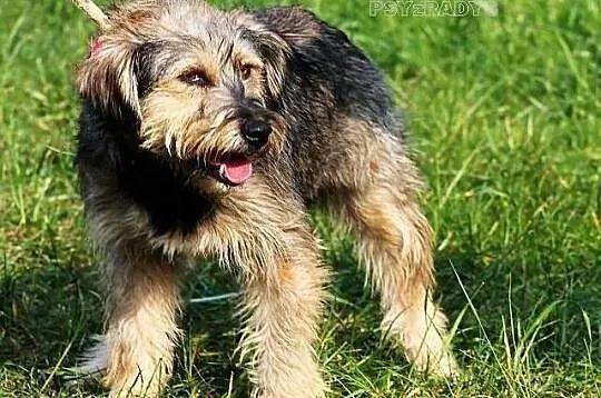 KOKSA - mieszaniec sznaucera średniego do adopcji