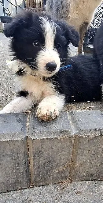 Border Collie Charlie, Lubelskie, Wojciechów