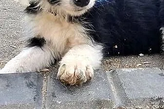 Border Collie Charlie, Lubelskie, Wojciechów