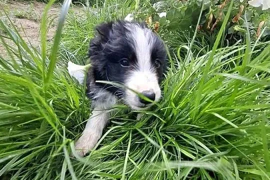 Border Collie Charlie, Lubelskie, Wojciechów