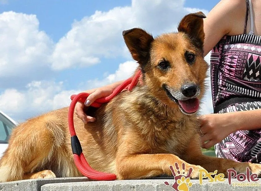 ROLFI-kochany, przemiły, bardzo grzeczny, uroczy psiak=super przyjaciel, adopcja, Małopolskie, Kraków