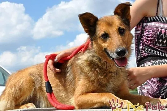 ROLFI-kochany, przemiły, bardzo grzeczny, uroczy psiak=super przyjaciel, adopcja, Małopolskie, Kraków