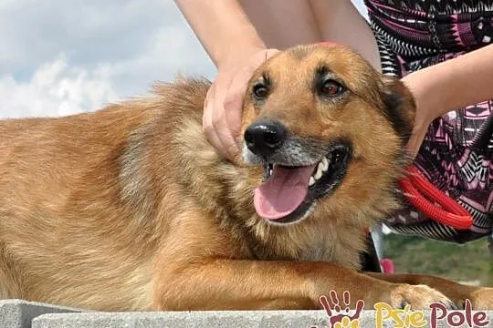 ROLFI-kochany, przemiły, bardzo grzeczny, uroczy psiak=super przyjaciel, adopcja, Małopolskie, Kraków