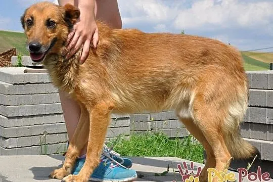 ROLFI-kochany, przemiły, bardzo grzeczny, uroczy psiak=super przyjaciel, adopcja, Małopolskie, Kraków