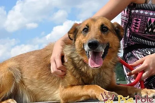 ROLFI-kochany, przemiły, bardzo grzeczny, uroczy psiak=super przyjaciel, adopcja, Małopolskie, Kraków