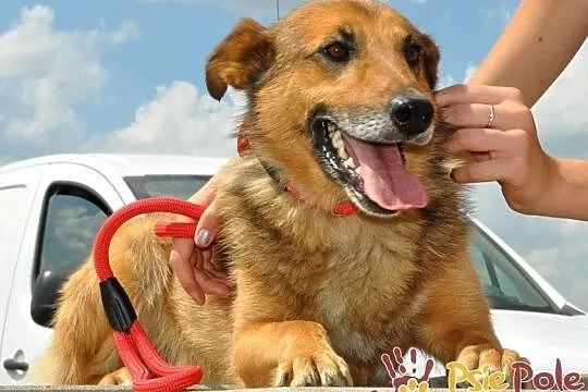ROLFI-kochany, przemiły, bardzo grzeczny, uroczy psiak=super przyjaciel, adopcja, Małopolskie, Kraków