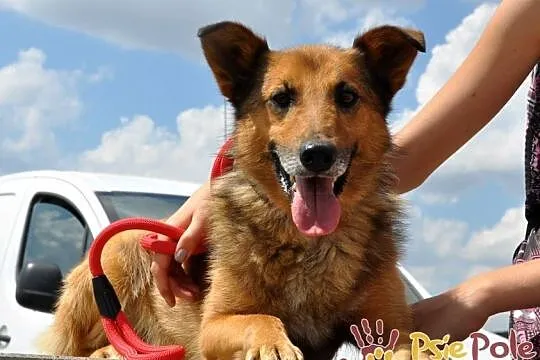 ROLFI-kochany, przemiły, bardzo grzeczny, uroczy psiak=super przyjaciel, adopcja, Małopolskie, Kraków