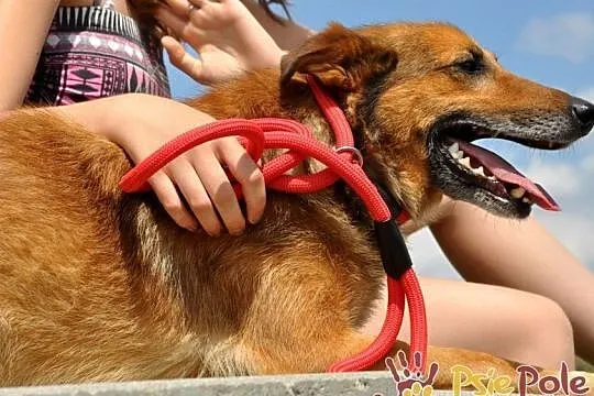 ROLFI-kochany, przemiły, bardzo grzeczny, uroczy psiak=super przyjaciel, adopcja, Małopolskie, Kraków