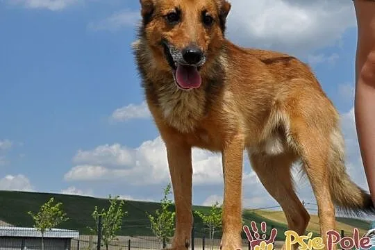 ROLFI-kochany, przemiły, bardzo grzeczny, uroczy psiak=super przyjaciel, adopcja, Małopolskie, Kraków