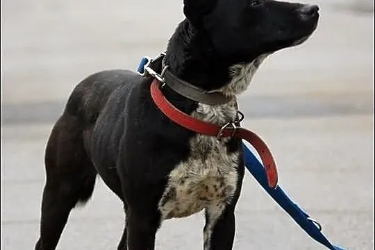 Bulek energiczny radosny piękniś do adopcji