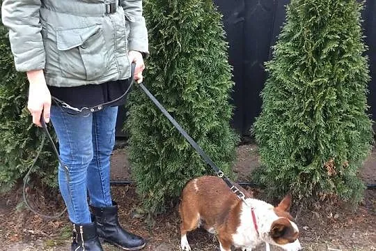 Niskopodłogowa Łatka, domowa, bardzo grzeczna suni