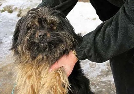 Mały, kudłaty Gufi w typie shih tsu marzy o domu i